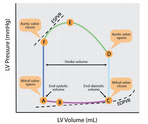 pv loop explained.